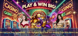 Đá Gà Cựa Dao Tại NEW88 – Trải Nghiệm Kịch Tính Với Những Trận Đấu Đỉnh Cao